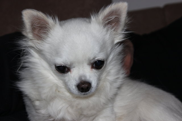 Sissy wurde 13 Jahre. Die Nieren haben versagt und wir haben sie von ihrem Leiden erlöst.