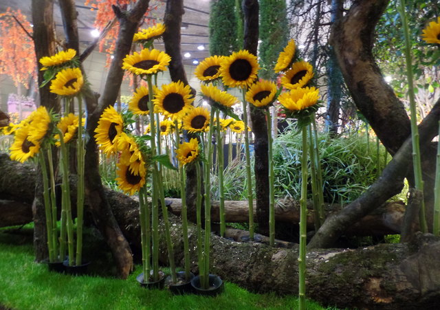 Hier blühen die Sonnenblumen noch:-)