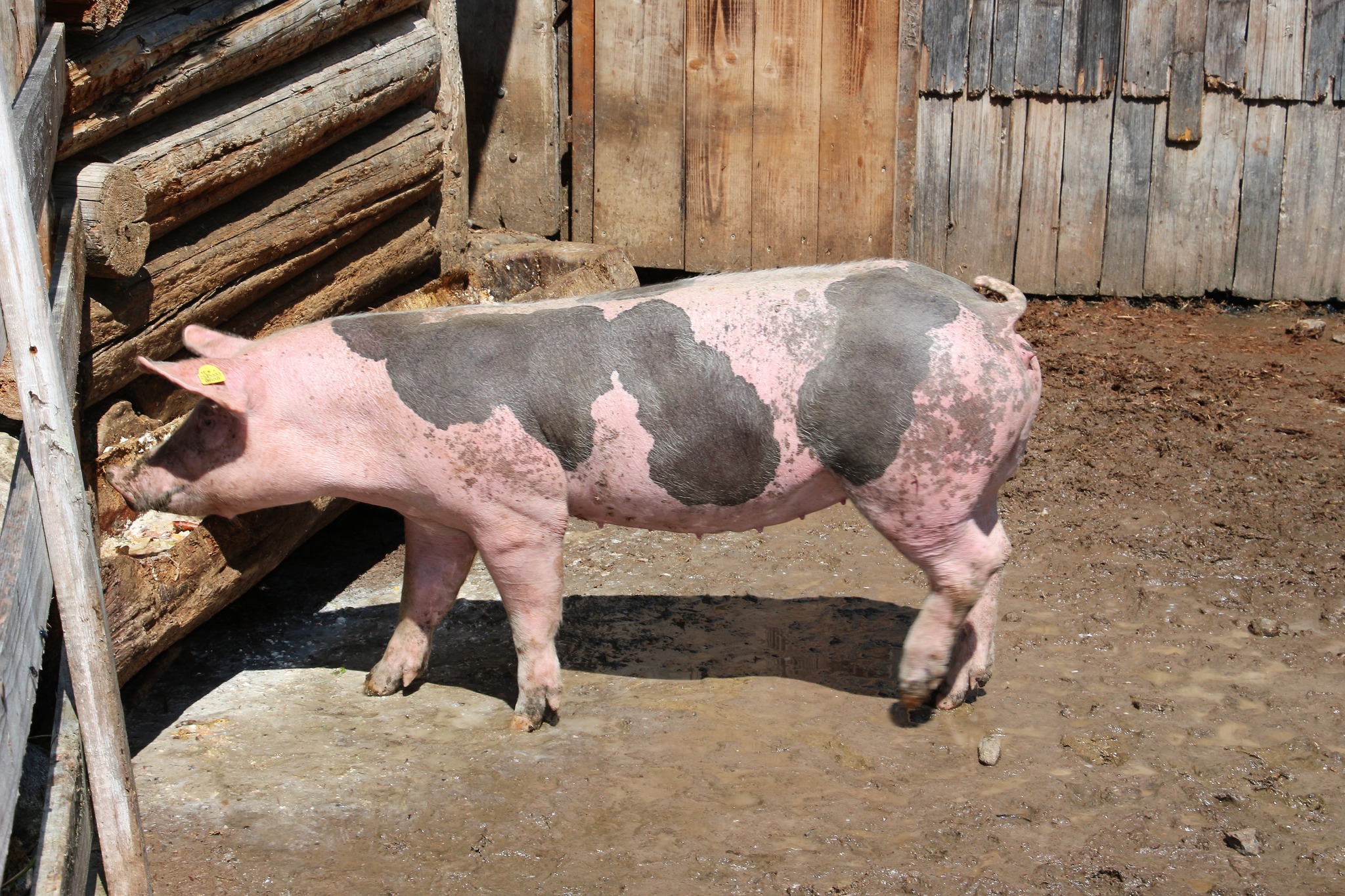 Das Bunte Bentheimer Schwein füllt sich Sauwohl auf der Alten Moa Alm ...