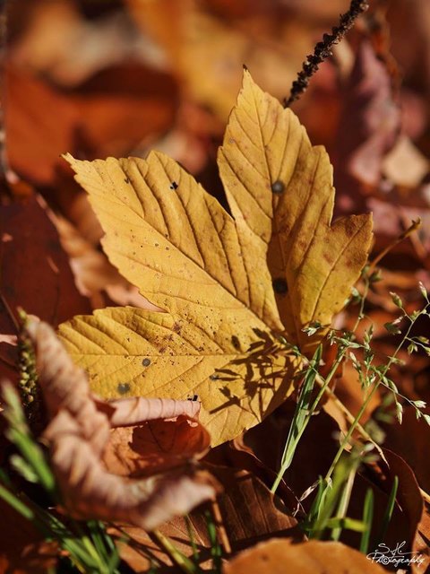 Heute ist meterologischer Herbstbeginn. Wenn man aus dem Fenster schaut passt die Stimmung auch irgendwie dazu...auch wenn der Herbst das bunte Schauspiel ist. Aber keine Sorge, der Altweibersommer steht ja auch noch an. Da kommen hoffentlich noch viele, schöne Tage auf uns zu.