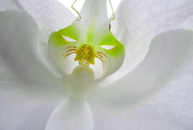 Unsere Gesichter sind Masken, die uns die Natur verlieh, damit wir unseren Charakter dahinter verbergen.
OSCAR WILDE | Foto: © by bettina seier