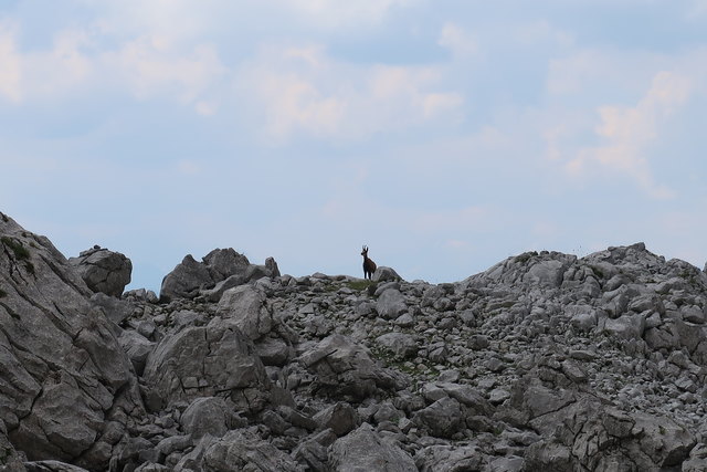 Gämsen beobachten uns von weit oben