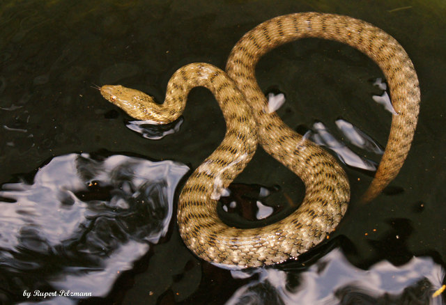 Sie ist in Mitteleuropa die Schlange mit der stärksten Bindung an den Lebensraum Wasser. Sie kann ausgezeichnet schwimmen und tauchen und verbringt oft viele Stunden im flachen Wasser. Sie wurde zum „Reptil des Jahres 2009“ gekürt.