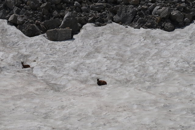 unten kühlen sich 2 Gämsen im Altschnee ab und haben Spaß