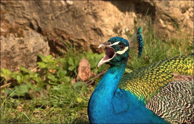 "Gut gebrüllt Löwe" stammt aus "Ein Sommernachtstraum" von William Shakespeare, Erstdruck des Werkes im Jahr 1600.