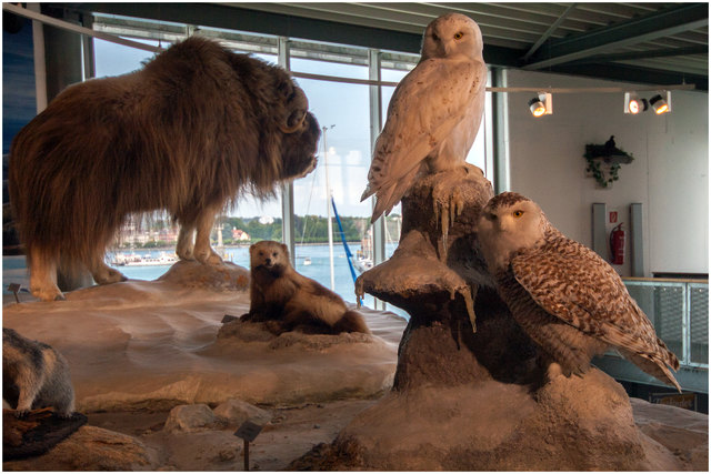 Bild 13: Danach kann man noch das Naturmuseum besuchen Da bekommt man Einblicke in die vergangene Eiszeit und der in dieser Zeit lebenden Fauna. Empfehle VOLLBILDMODUS!  | Foto: © Ing. Günter Kramarcsik