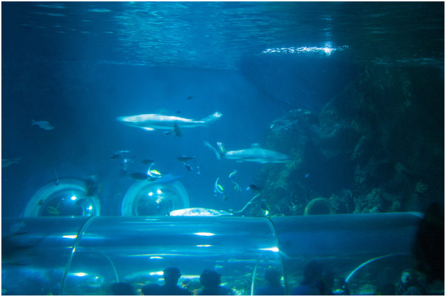 Bild 10: Wie in Bild 09 ausgeführt. Nun sind auch die Haie zu sehen. Das nachfolgende Foto 11 ist nicht scharf, gibt aber den gewaltigen Eindruck wider, wenn man einem Hai zu unmittelbar nahe geratet. Empfehle VOLLBILDMODUS!  | Foto: © Ing. Günter Kramarcsik