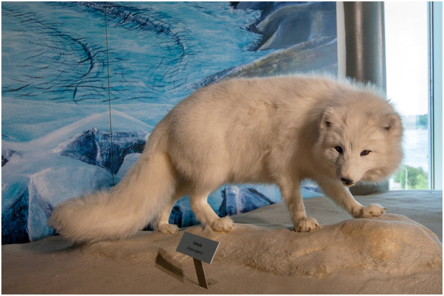 Bild 14: Hier ein Eisfuchs als Zeuge der damaligen Eis- Fauna. Empfehle VOLLBILDMODUS!  | Foto: © Ing. Günter Kramarcsik