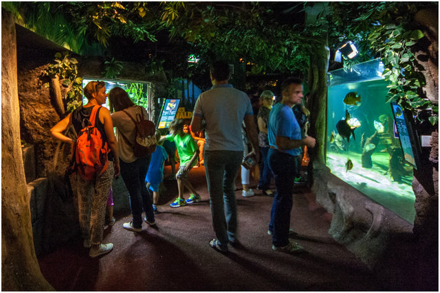 Bild 08: Unsere Wege führen durch eine Vielfalt von Unterwasserwelten bis hin zu Urwaldatmosphären. Empfehle VOLLBILDMODUS! | Foto:  © Ing. Günter Kramarcsik