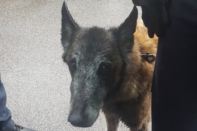 Der Hund trieb im Donaukanal - es konnte vorerst kein Besitzer eruiert werden.