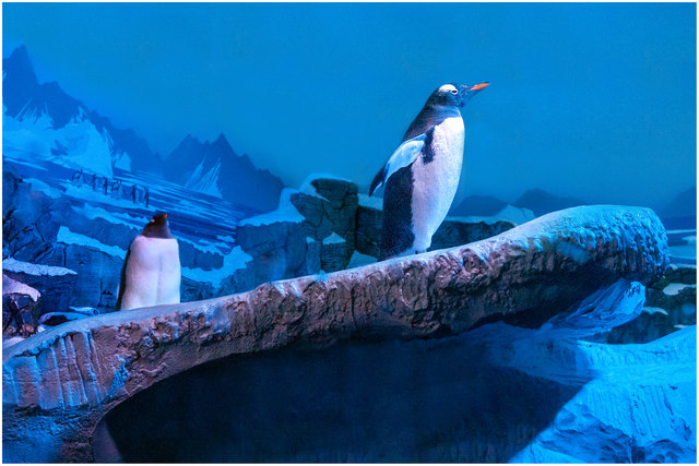 Bild 12: Kurz vor dem Ende gelangt man noch in die Antarktisabteilung. Dort kann man den plantschenden Pinguinen bzw. den Sprüngen ins Wasser zusehen. Hier macht sich ein Pinguin gerade zum Sprung bereit. Empfehle VOLLBILDMODUS!  | Foto: © Ing. Günter Kramarcsik