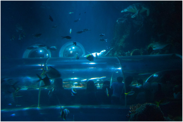 Bild 09: Das Haifischbecken kann man in einem 8m langen Unterwassertunnel durchqueren oder von außen durch Bullaugen hinein blicken. Hier sieht man gerade die großen Meeresschildkröten. Empfehle VOLLBILDMODUS!  | Foto: © Ing. Günter Kramarcsik
