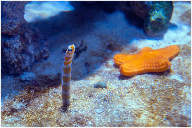 Röhrenaale kommen in strömungsreichen tropischen Flachwasserregionen in Tiefen von 10 bis 30 Metern vor. Mehr Information findet sich im 1. Eigenkommentar oder hier: https://de.wikipedia.org/wiki/R%C3%B6hrenaale © Ing. Günter Kramarcsik