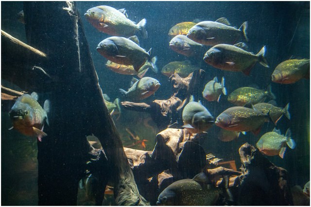 Piranhas sind Schwarmfische mit sehr scharfen Zähnen. Sie jagen vor allem Fische und Krustentiere, greifen aber auch größere Wirbeltiere an, da sie aufgrund ihrer scharfen Zähne in der Lage sind, Fleischstücke aus der Beute herauszureißen. Mehr Information findet sich im 1. Eigenkommentar oder hier: https://de.wikipedia.org/wiki/Piranhas © Ing. Günter Kramarcsik