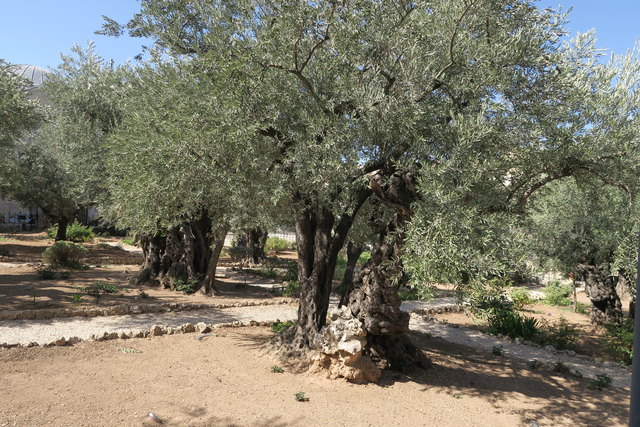 Warum heißt der Ölberg Ölberg? Weil dort seit Jahrtausenden Olivenhaine kultiviert werden. | Foto: Michaela Gugglberger