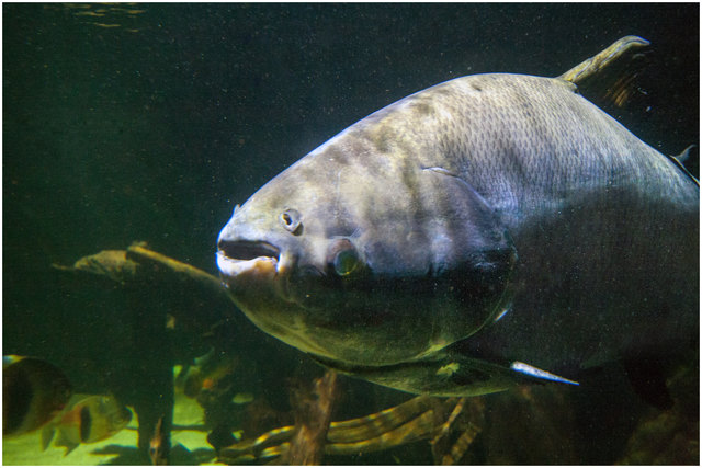 Riesenpacu ist eine große Sägesalmlerart aus dem tropischen Südamerika. Das außerordentlich kräftige Gebiss vom Pacu ist an das Aufknacken von Nüssen angepasst. Mehr Information findet sich im 1. Eigenkommentar oder hier: https://de.wikipedia.org/wiki/Nesseltiere © Ing. Günter Kramarcsik