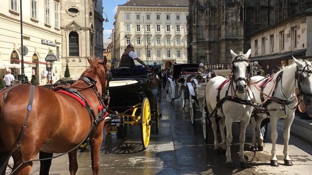 Cesare d'Ambrosio dokumentiert die Verunreinigungen, die durch die Fiaker entstehen. | Foto: Cesare d'Ambrosio