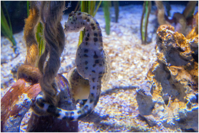 Die Seepferdchen gehören zu den Fischen. Sie fallen besonders durch ihr Äußeres auf, das nur sehr wenig an andere Fische erinnert. Ihr Kopf ähnelt eher dem eines Pferdes, ihr Hinterleib einem Wurm. Neben ihrem Aussehen weist auch ihre Lebensweise einige Besonderheiten auf. Diesbezüglich findet ihr mehr Information hier: https://de.wikipedia.org/wiki/Seepferdchen © Ing. Günter Kramarcsik