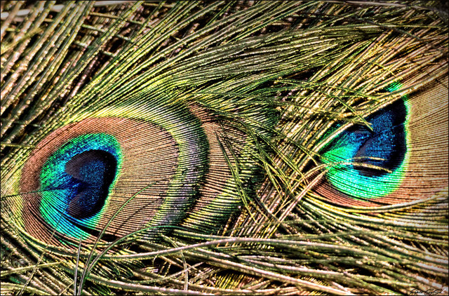 Der Pfau mit dem Rundumblick :-) 