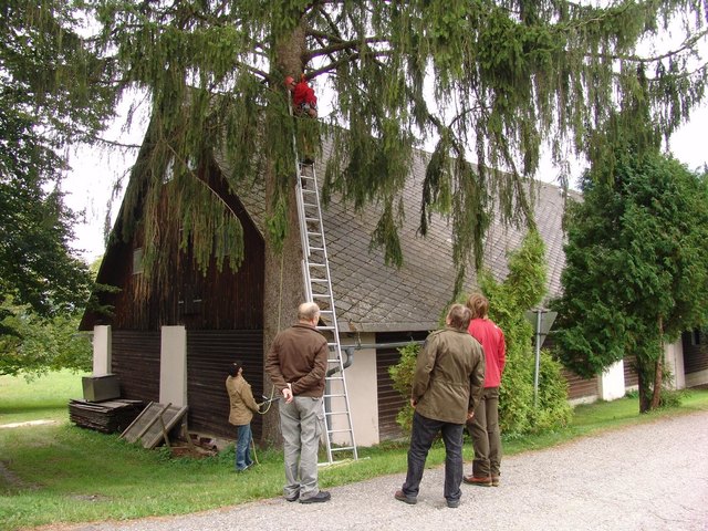 Ein umgestürzter Baum kann zu einem Objekt des Streites werden. Rechtzeitig zu handeln kann helfen Ärger zu vermeiden