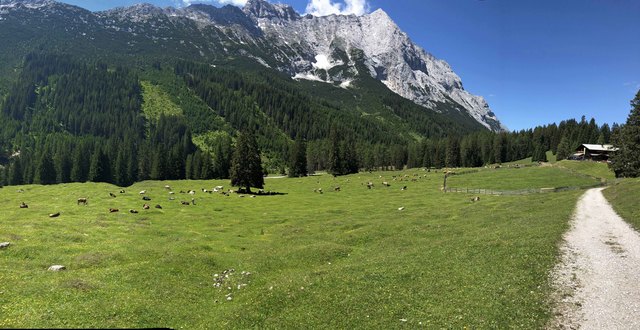 Das Operationsgebiet der Wald-Weidtrennung. Im Hintergrund rechts ist das Almgebäude der Gaistalalm sichtbar. | Foto: Land Tirol/Rieder