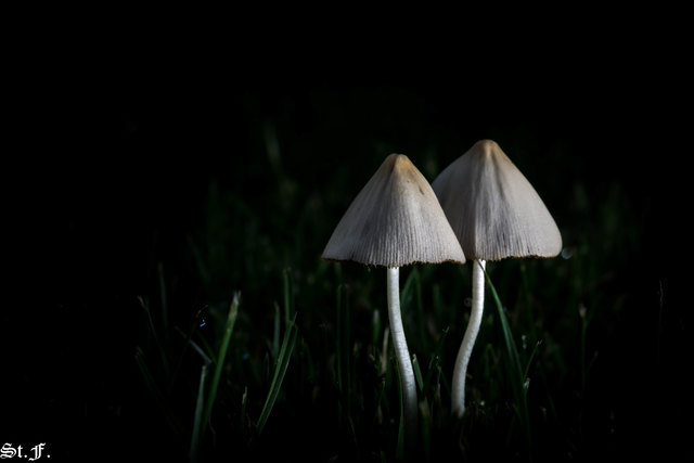 Milchweißes Samthäubchen in der Nacht auf unserem Rasen