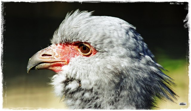 Tschajas besitzen eine auffällig laute, trompetende Stimme, die bis zu 3 km weit zu hören ist. Während der Brutzeit sind Halsbandtschajas sehr territorial. Sie bauen ein großes Nest aus Pflanzenmaterial und legen 3 bis 5 Eier, die von beiden Partnern bebrütet werden.

Tschajas gehören zur Familie der Wehrvögel. Ihren Namen verdanken die Wehrvögel den scharfen, knochigen Spornen am Flügelbug, die bei Rivalenkämpfen oder zur Vertreibung von Feinden eingesetzt werden.