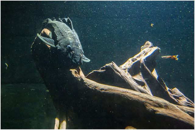 Der Schneckendornwels (Megalodoras irwini) zählt wie es der Name schon verrät zu den Dornwelsen. Die meisten Arten erreichen eine Länge bis zu 30 cm, der Schneckendornwels kann jedoch eine Länge von 70 cm erreichen. Mehr Information über Dornwelse findet ihr hier: https://de.wikipedia.org/wiki/Dornwelse © Ing. Günter Kramarcsik