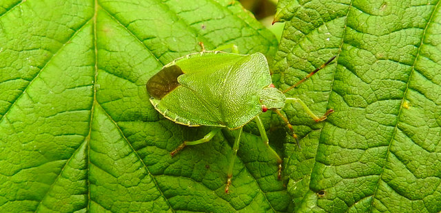Die Grüne Stinkwanze wird bis zu 14 mm lang und man kann sie im Frühling und Sommer grün sehen, im Herbst verfärben sie sich zu braun. Den Winter über verbringen die Wanzen in den Tiefen von gefallenem Laub. Die Stinkdrüsen werden nur bei Feindabwehr eingesetzt.
