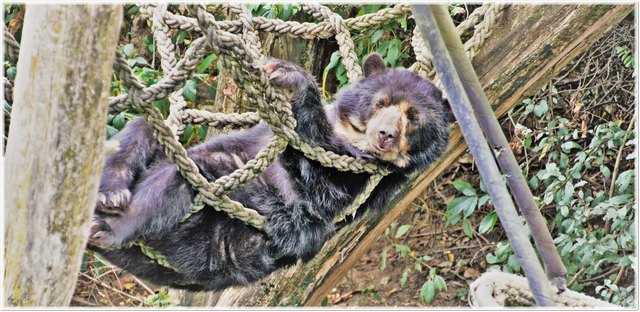 Der Bär er hat mir zugelacht zu sehn von dir ganz groß gemacht ;-)