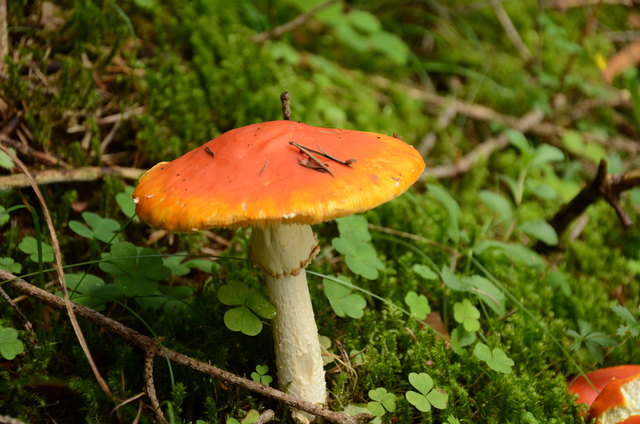 Der Wald ist ein perfekt funktionierendes Recycling-System. | Foto: K. Herzer