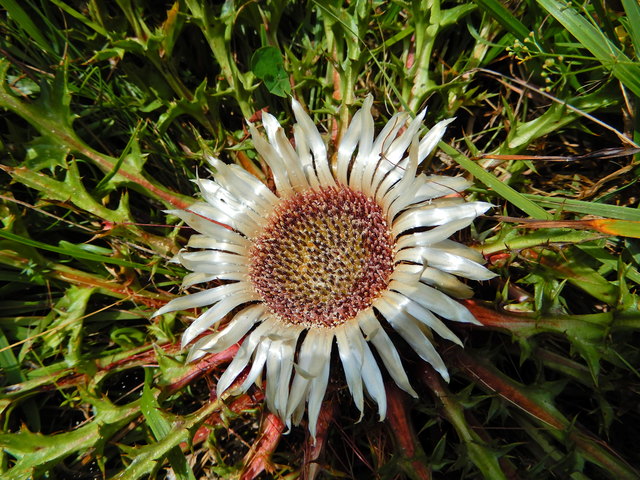Silberdistel