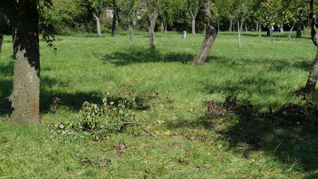 abgebrochene Äste