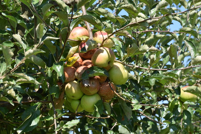 Der Überbehang treibt skurrile Blüten.
