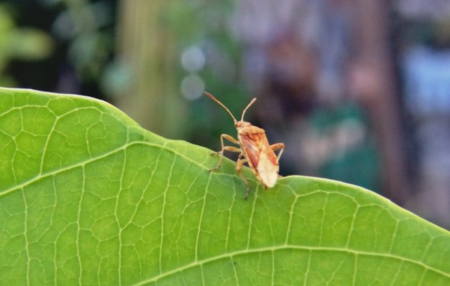 ist die Glasflügelwanze am Blatt der Passionsblume. Sie ernährt sich von Pflanzensäfte. Mit dem kräftigen Mundwerkzeug zapft sie die Pflanzen an und beginnt zu saugen. Ist nur 9 Millimeter groß, haltet sich auf Gräsern und Kräuter auf, überwintert im Erdreich unter einer Decke mit Laub oder Streu.