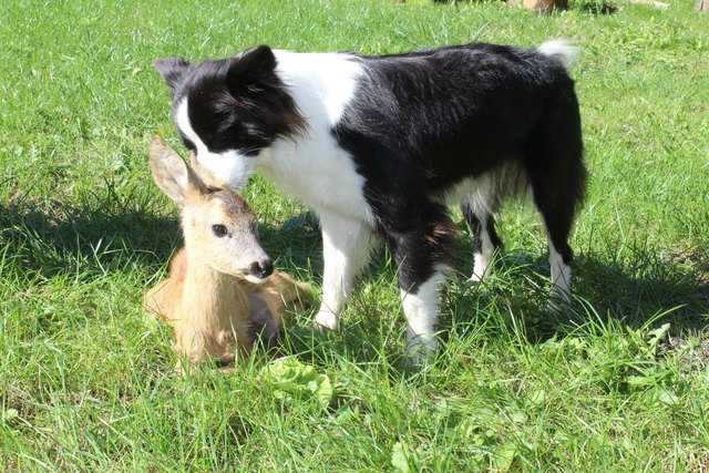 Hündin Ariel mit "ihrem" Rehkitz Clara