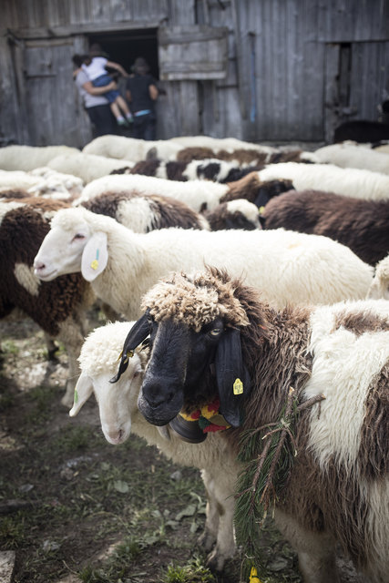 Schaf- und Ziegenausstellung in Rauris | Foto: Florian Bachmeier.