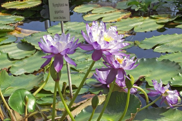 Nymphaea gigantea