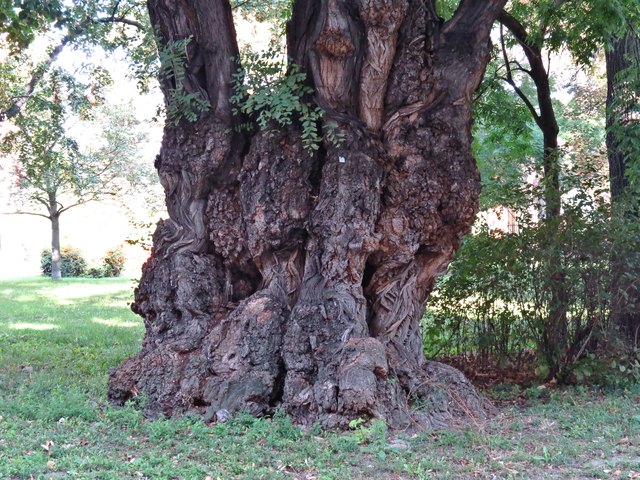 Ein gewaltiger Baum, direkt beim Museum. Ob er schon vom Anfang an hier steht? Der Wiener Baukataster gibt darüber keine Auskunft (Bundesgrund!)