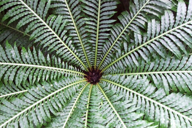 exotischer Riesenfarn