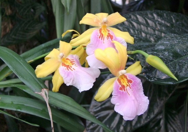 prächtige Orchidee