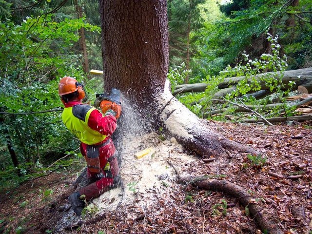 Die Holzernte im Wienerwald beginnt. | Foto: Bundesforste