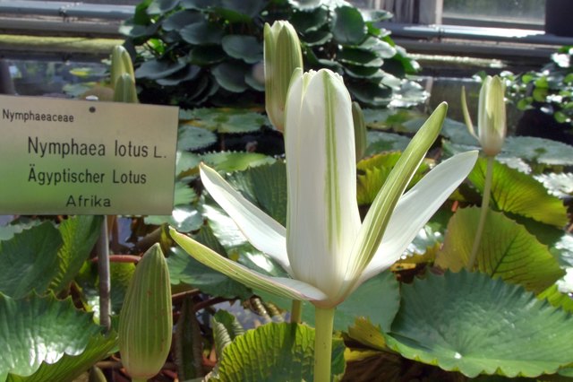 Ägyptische Lotos