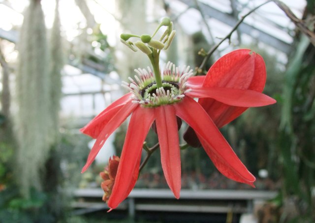 Traubenpassionsblume