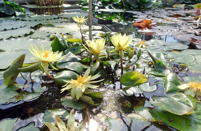 exotische Seerose