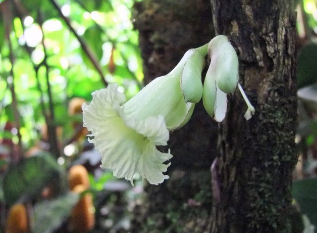 Blüte wächst aus dem Stamm