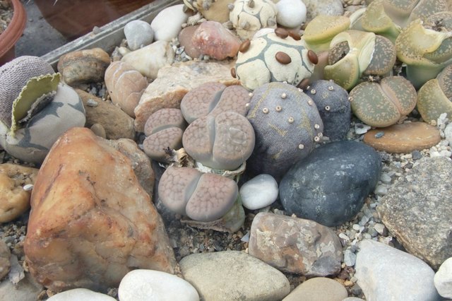 Lebende Steine, dazugesellt haben sich auch Stoffkakteen