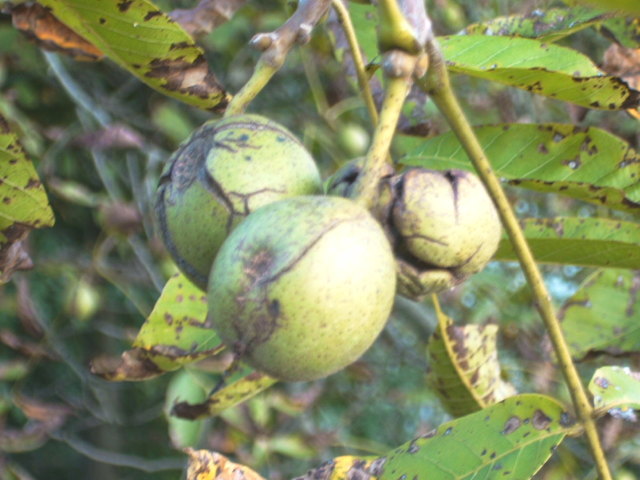 Walnüsse in unserem Garten