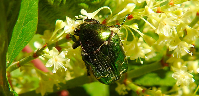Der Rosenkäfer ist noch aktiv und nascht an den Blüten des Japanischen Staudenknöterichs.