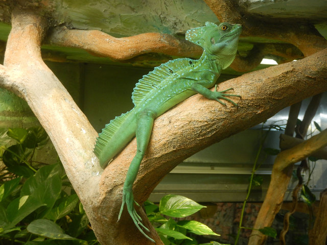 Nachwuchs bei den Stirnlappenbasilisken | Foto: Zoo Salzburg